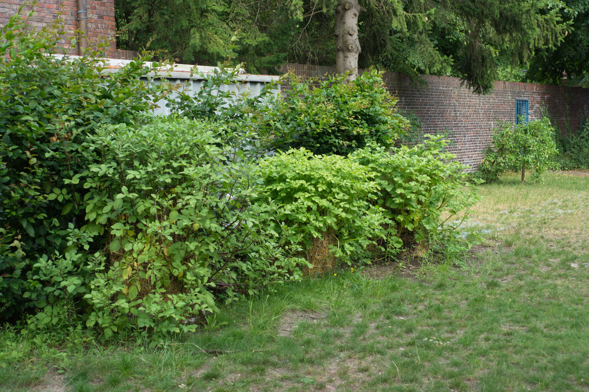 20210721  Gruen(t)raumHeimfeld 039